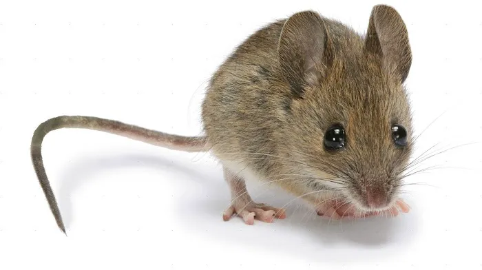 Old River Pest Management LLC Picture 1