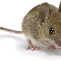 Old River Pest Management LLC ico