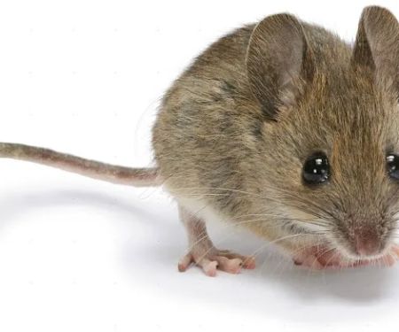 Old River Pest Management LLC