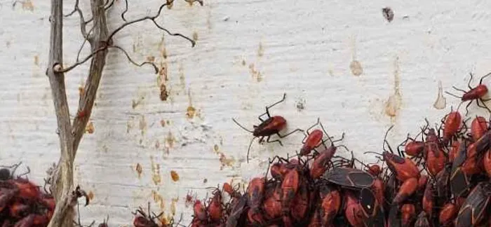 Sentry Exterminating Co Picture 1
