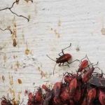 Sentry Exterminating Co