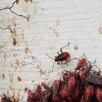 Sentry Exterminating Co ico