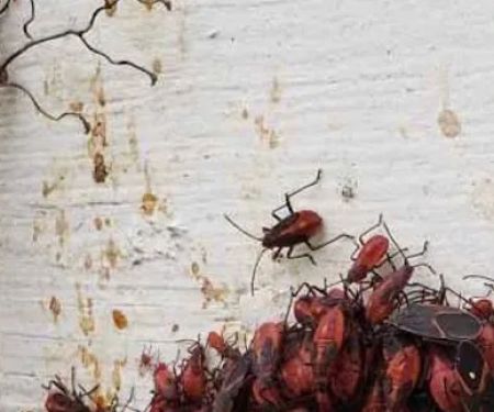 Sentry Exterminating Co