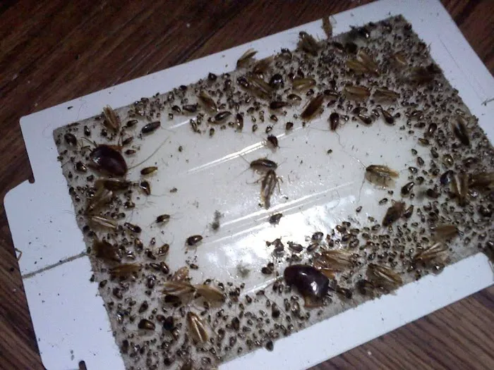 Pirate Pest Control LLC. Picture 2