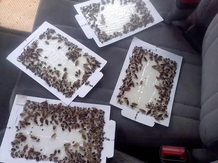 Pirate Pest Control LLC. Picture 3