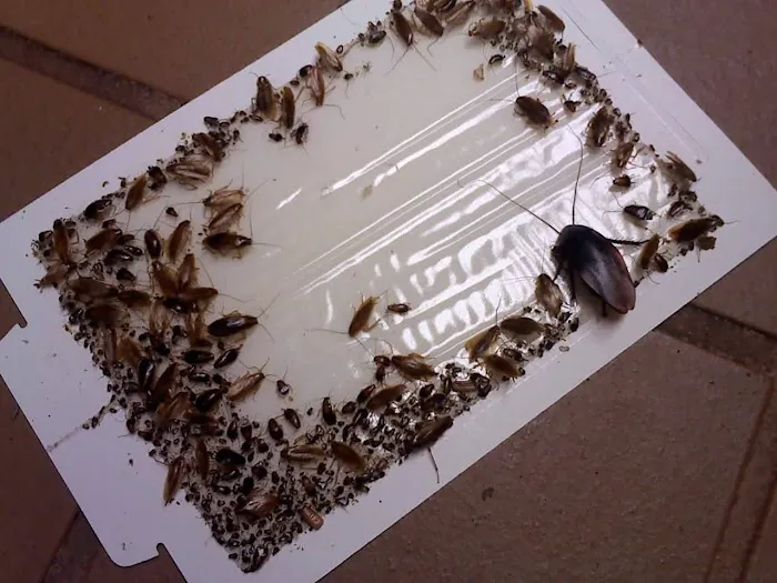 Pirate Pest Control LLC. Picture 5