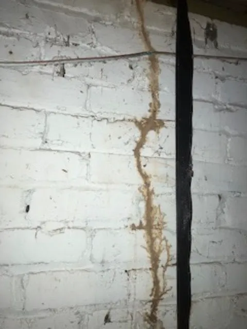 R & R Exterminating Picture 2