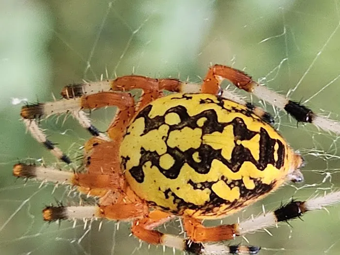 Holly Springs Pest Control Picture 7