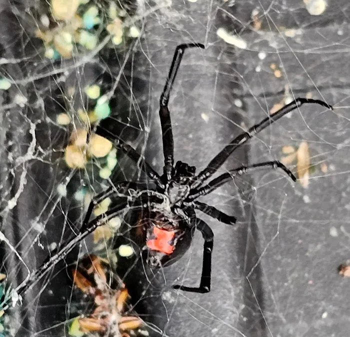 Holly Springs Pest Control Picture 8