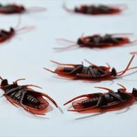 Neuse Termite & Pest Control ico