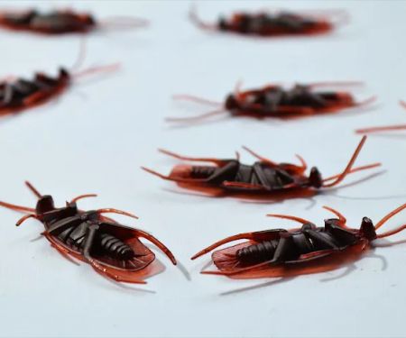 Neuse Termite & Pest Control