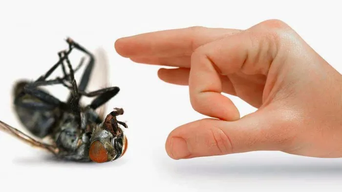Bug Off Pest Control Picture 1