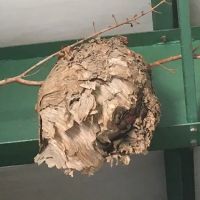 May Exterminating ico