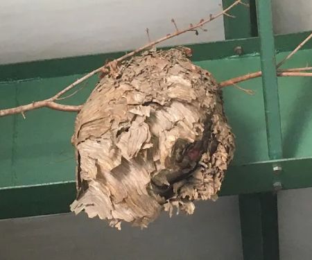 May Exterminating