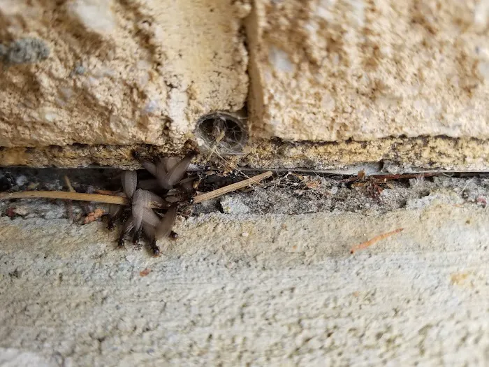 Sure Kill Pest Elimination Picture 3