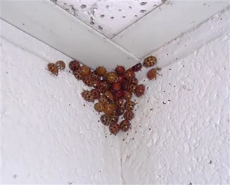 Sure Kill Pest Elimination Picture 4
