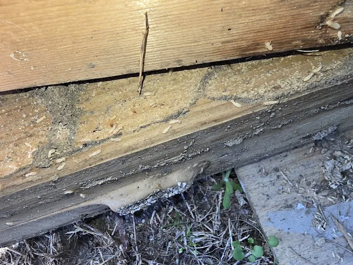 Sure Kill Pest Elimination Picture 8