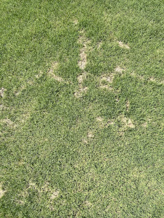 Clegg’s Termite & Pest Control - Fayetteville Picture 3