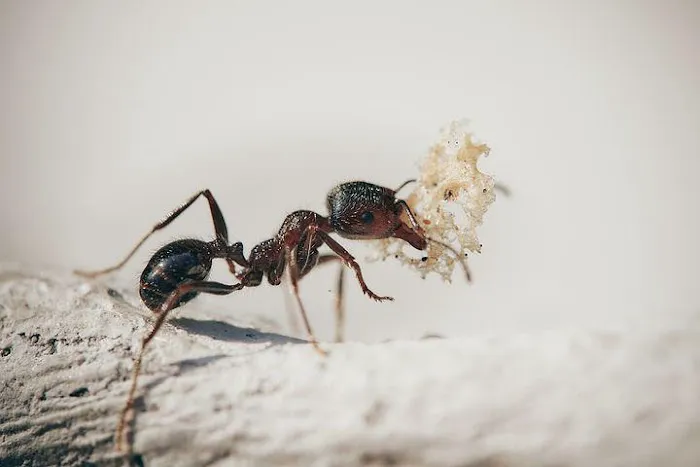 Insight Pest Solutions Picture 4