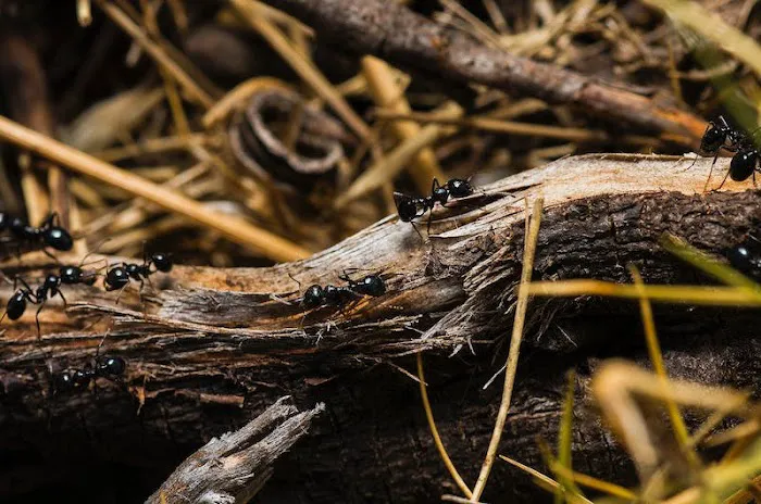 Insight Pest Solutions Picture 8