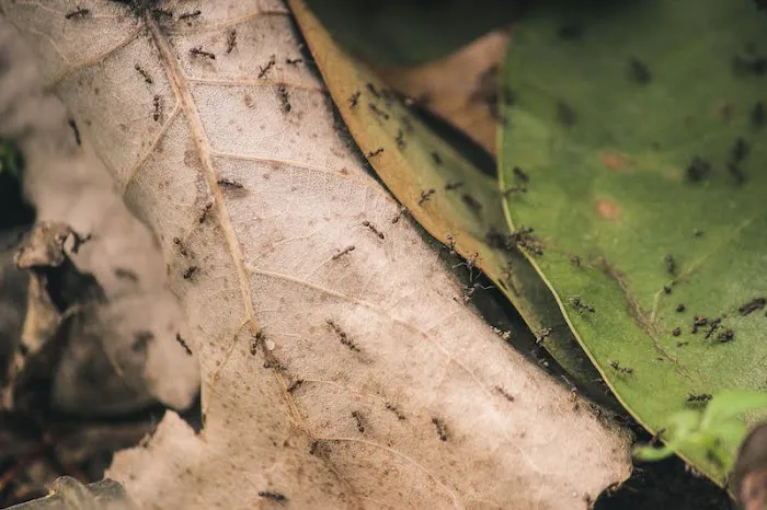 Insight Pest Solutions Picture 3