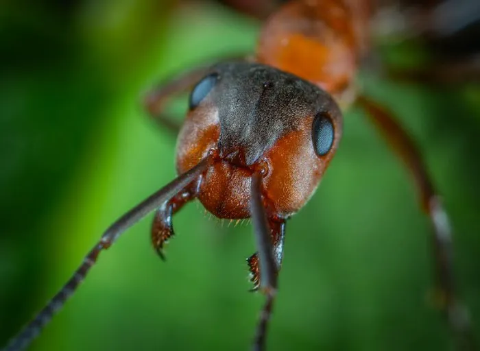 Insight Pest Solutions Picture 2