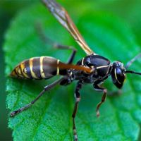 Insight Pest Solutions ico