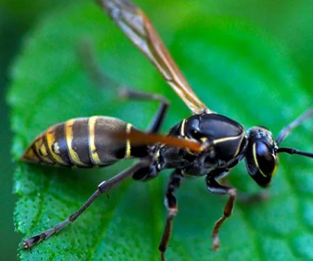 Insight Pest Solutions