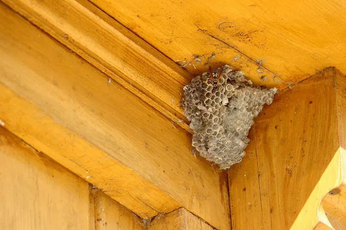 Insight Pest Solutions Picture 6