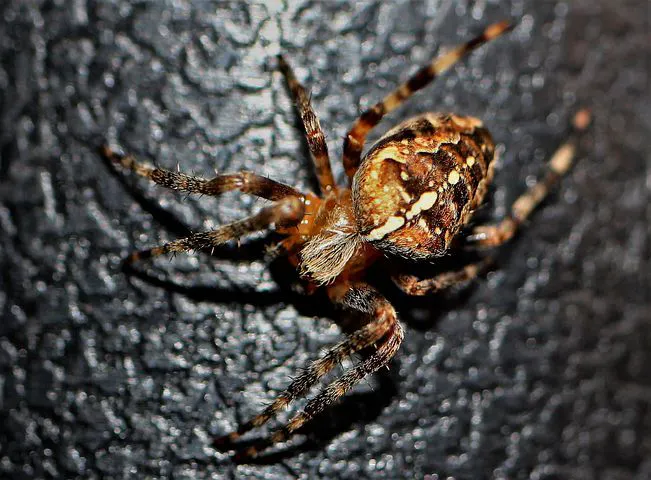 Insight Pest Solutions Picture 5