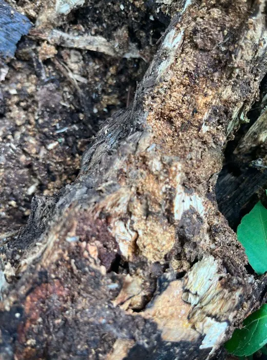 Go-Forth Pest Control Picture 6