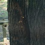 Isenhour Pest Control