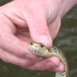 Southern Wildlife and Bat Control