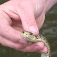 Southern Wildlife and Bat Control ico