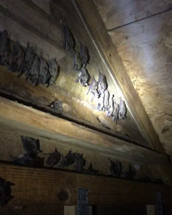 Southern Wildlife and Bat Control Picture 9