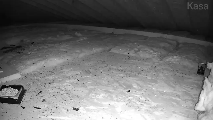 Pest Xclusion Pros LLC Picture 1