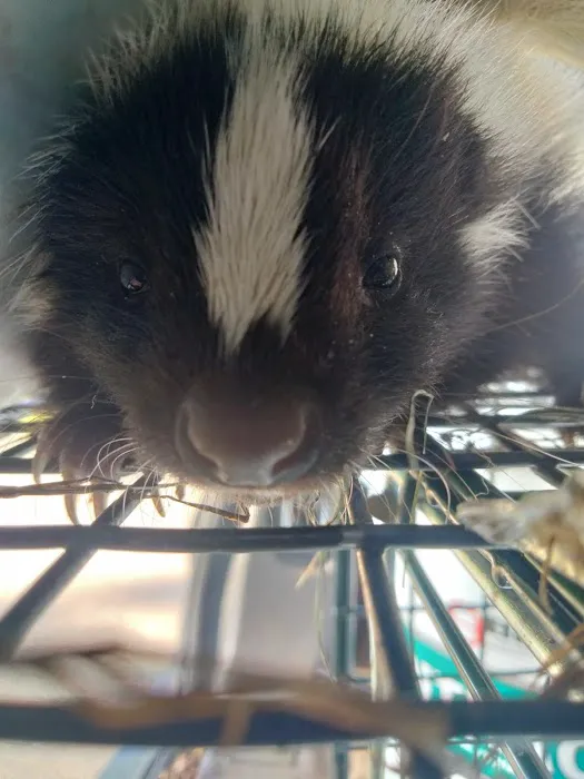 Downriver Pest Control Picture 4