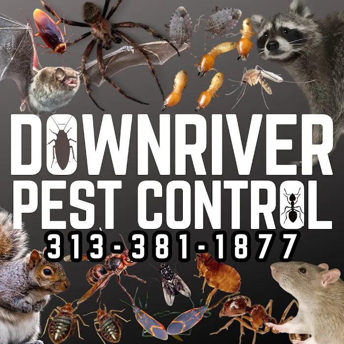 Downriver Pest Control Picture 6