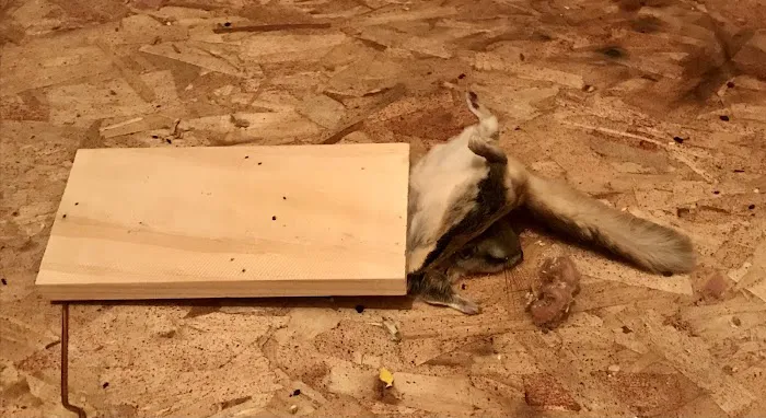 Ehrlich Pest Control Picture 7