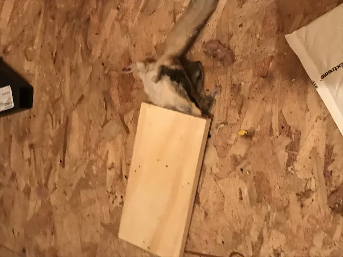 Ehrlich Pest Control Picture 4