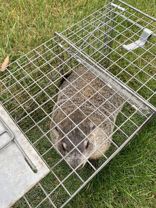 All Seasons Pest Control Inc. Picture 7