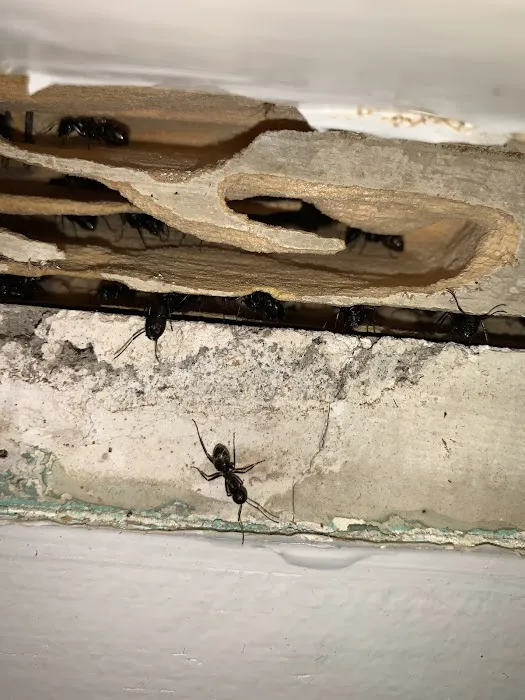 All Seasons Pest Control Inc. Picture 10
