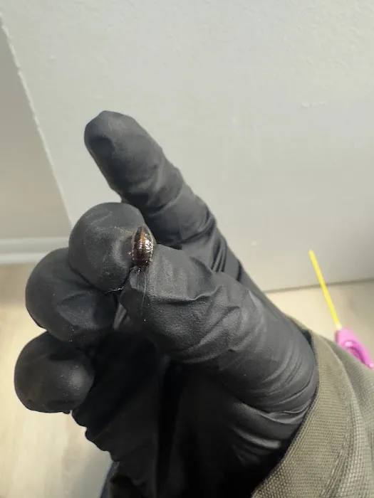 The Stinger Pest Control LLC Picture 6