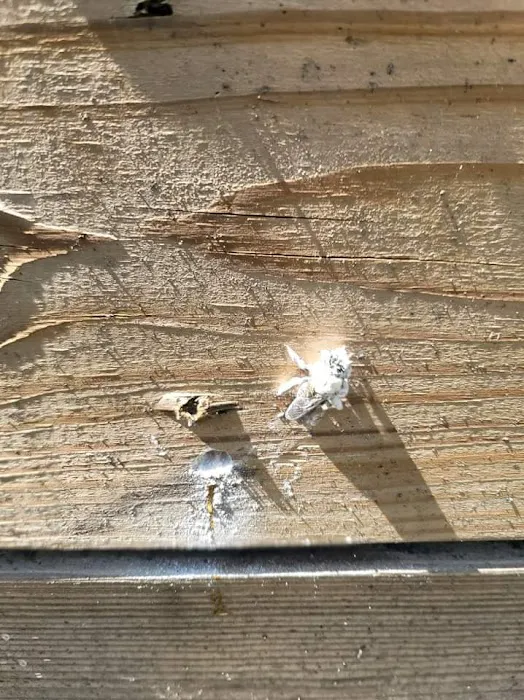 Safe Home Termite & Pest Control Picture 9