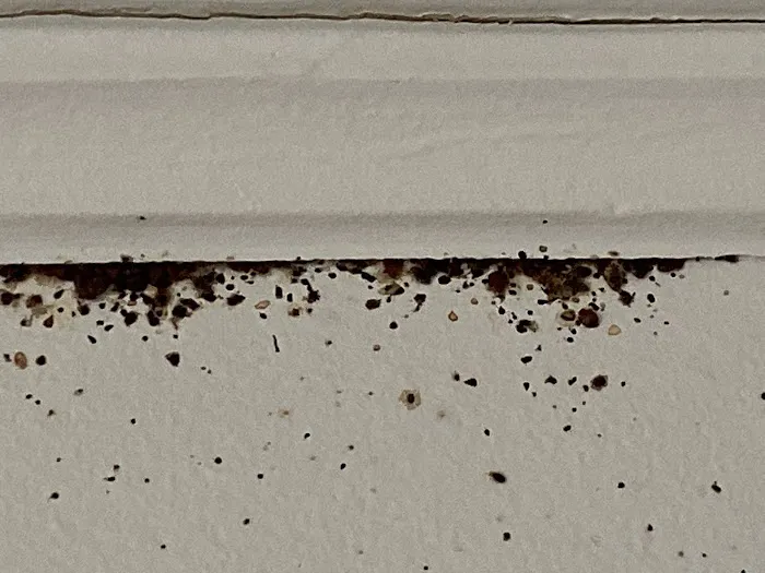 Premier Pest Control llc. Picture 7