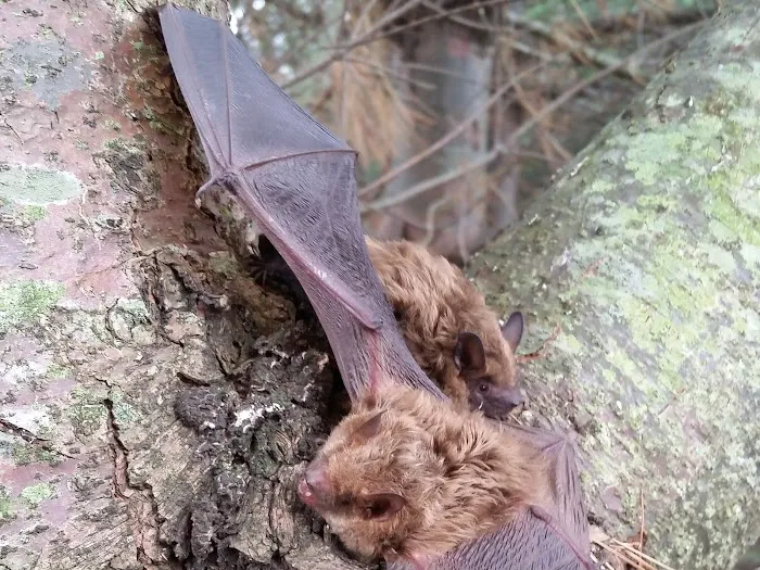 Barnes Wildlife Control Picture 10