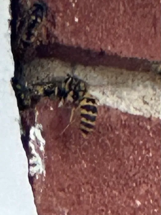 Dayton's Hometown Pest Control LLC. Picture 1