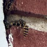Dayton's Hometown Pest Control LLC.