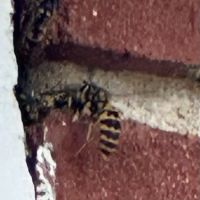 Dayton's Hometown Pest Control LLC. ico