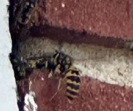 Dayton's Hometown Pest Control LLC.